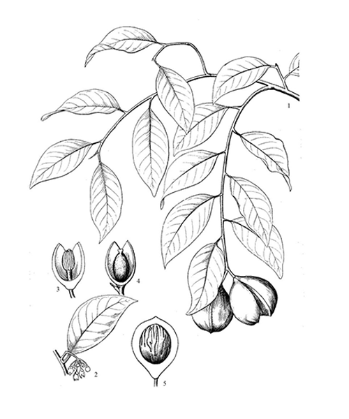 Natural compounds from  Myristica fragrans